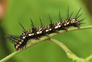 Heliconian: Julia Longwing / Julia Heliconian Butterfly - Caterpillar