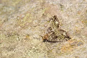 Furcata: July Highflyer Moth