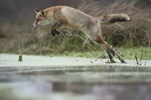 Leaping: The jump... Red fox (Vulpes vulpes)