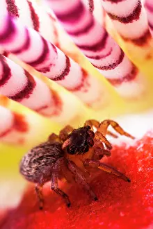 Labidognatha: Jumper Spider ( Saitis barbipes ) female on the