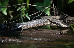 Estuarine: Jumping Alligator