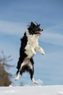 Outstretched: Jumping Border Collie in the snow