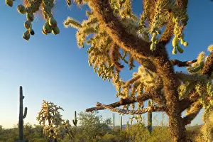 Cholla: Jumping / Chain Fruit Cholla - sonoran desert plant