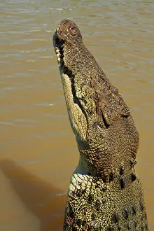 Porosus: Jumping crocodile, Adelaide River, Northern