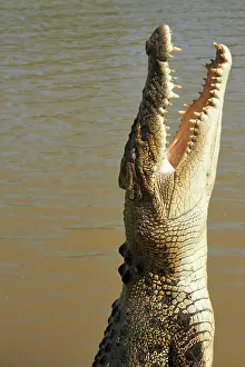 Porosus: Jumping crocodile, Adelaide River, Northern