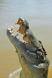 Porosus: Jumping crocodile, Adelaide River, Northern