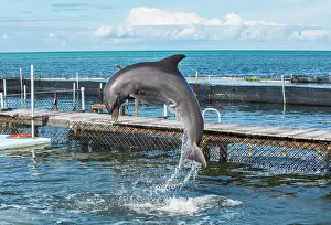 Bottlenose: Jumping of a dolphin, at a show of Bottlenose Dolphins