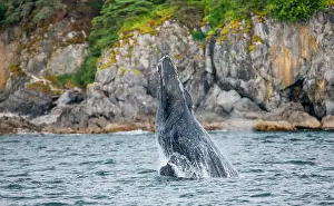 Spatter: Jumping of Humpback whale (Megaptera novaeanglia