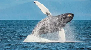 Spatter: Jumping of Humpback whale (Megaptera novaeanglia