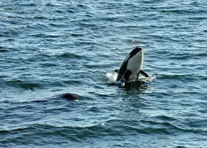 Orcinus: Jumping killer whale or Orca (Orcinus orca), Strait