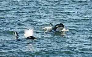 Orcinus: Jumping killer whales or Orcas (Orcinus orca), Strait