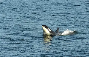 Orcinus: Jumping killer whales or Orcas (Orcinus orca), Strait