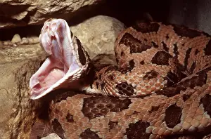 Scary: JUMPING PIT VIPER - showing fangs
