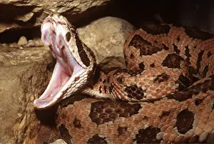 Scary: JUMPING PIT VIPER - showing fangs