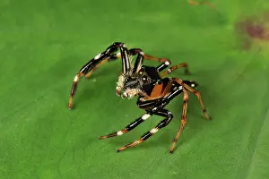 Jumping spider