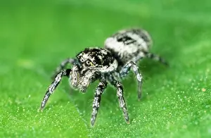 Ailsa Hopkin: Jumping SPIDER