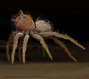 Portia: Jumping Spider