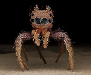Portia: Jumping Spider