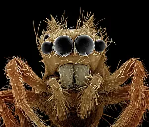 Portia: Jumping Spider