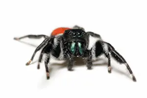 Phidippus: Jumping spider