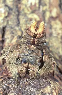 Disguise: Jumping Spider