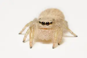 Unidentified: Jumping spider
