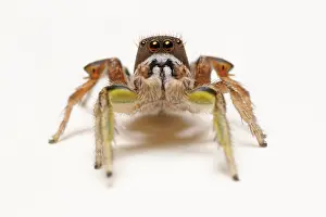 Viridipes: Jumping spider