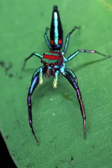 Sinharaja: Jumping spider