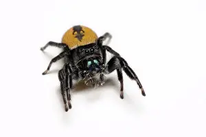 Salticidae: Jumping spider