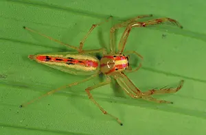 Spiders: Jumping spider