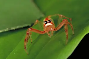 Spiders: Jumping spider