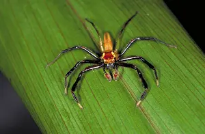Spiders: Jumping spider