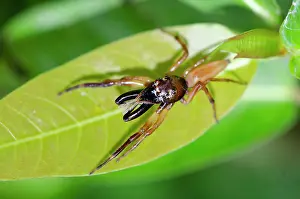 Weda: Jumping Spider