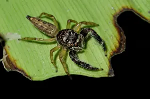 Arachnida: Jumping Spider