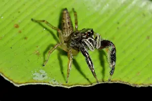 Arachnida: Jumping Spider