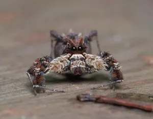 Ankarafantsika: Jumping spider (Art unbekannt) in the dry forests