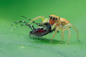 Culicidae: Jumping spider (Cosmophasis lami) prey on aedes
