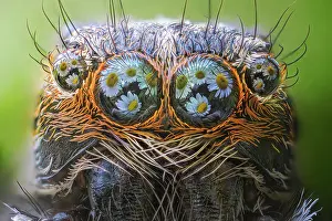 Spiders: Jumping Spider Daisies in is eyes Mantova, Po river, Italie