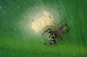 Spiders: Jumping spider with eggs