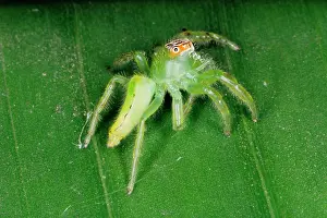 Highly: A jumping spider (family Salticidae) common inhabitants