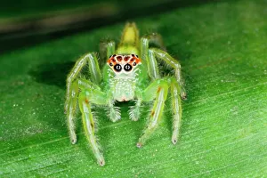 Highly: A jumping spider (family Salticidae) common inhabitants