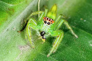 Inhabitants: A jumping spider (family Salticidae) common inhabitants