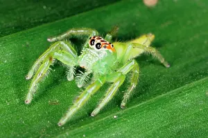 Highly: A jumping spider (family Salticidae) common inhabitants