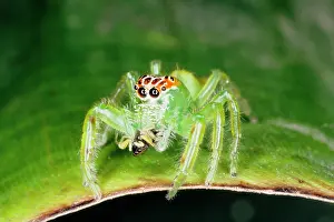 Inhabitants: A jumping spider (family Salticidae) common inhabitants