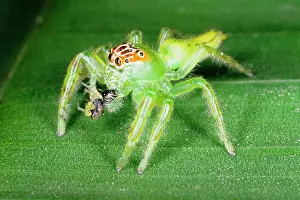 Inhabitants: A jumping spider (family Salticidae) common inhabitants