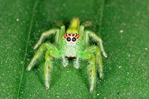 Townsville: A jumping spider (family Salticidae). Uses highly