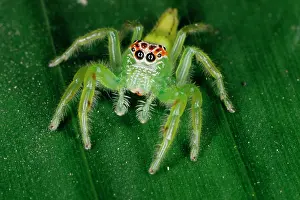 Highly: A jumping spider (family Salticidae). Uses highly