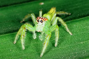 Highly: A jumping spider (family Salticidae). Uses highly