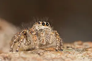 Chrysops: Jumping Spider female on rock covered with lichen