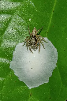 Erythrocephalus: Jumping Spider - guarding egg case nest on leaf
